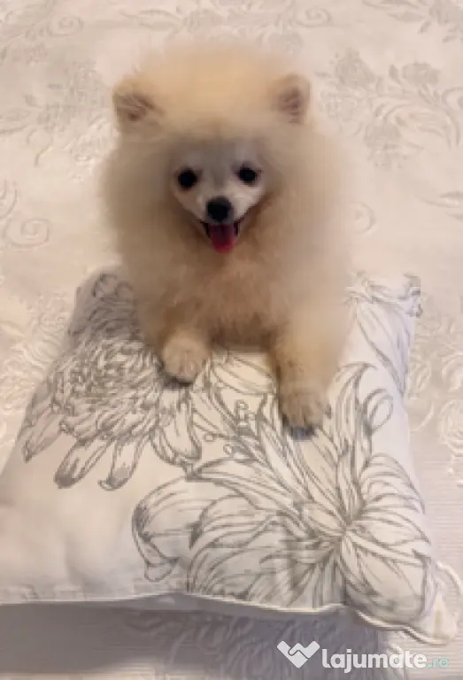 Pomeranian mascul cu pedigree