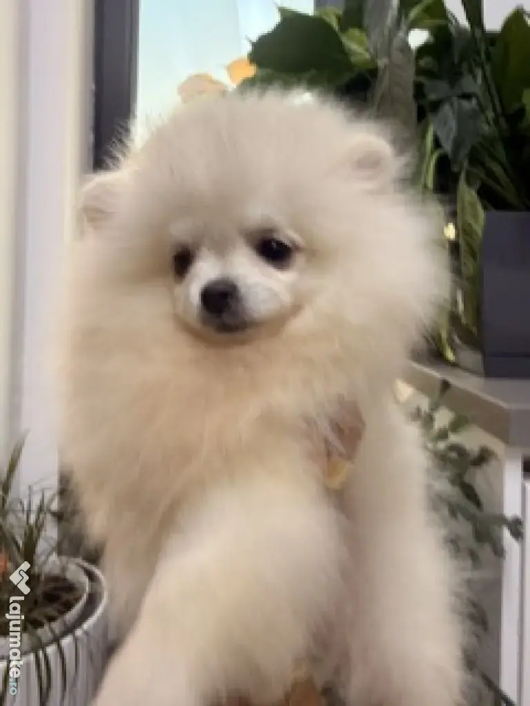 Pomeranian mascul cu pedigree