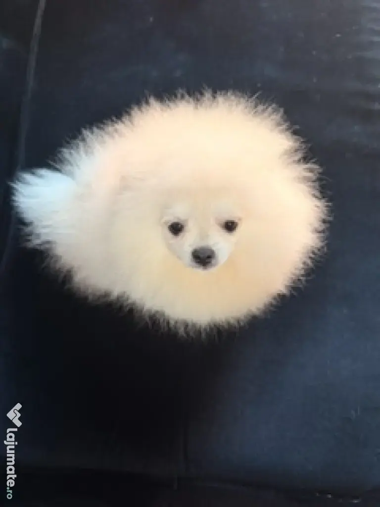 Pomeranian mascul cu pedigree