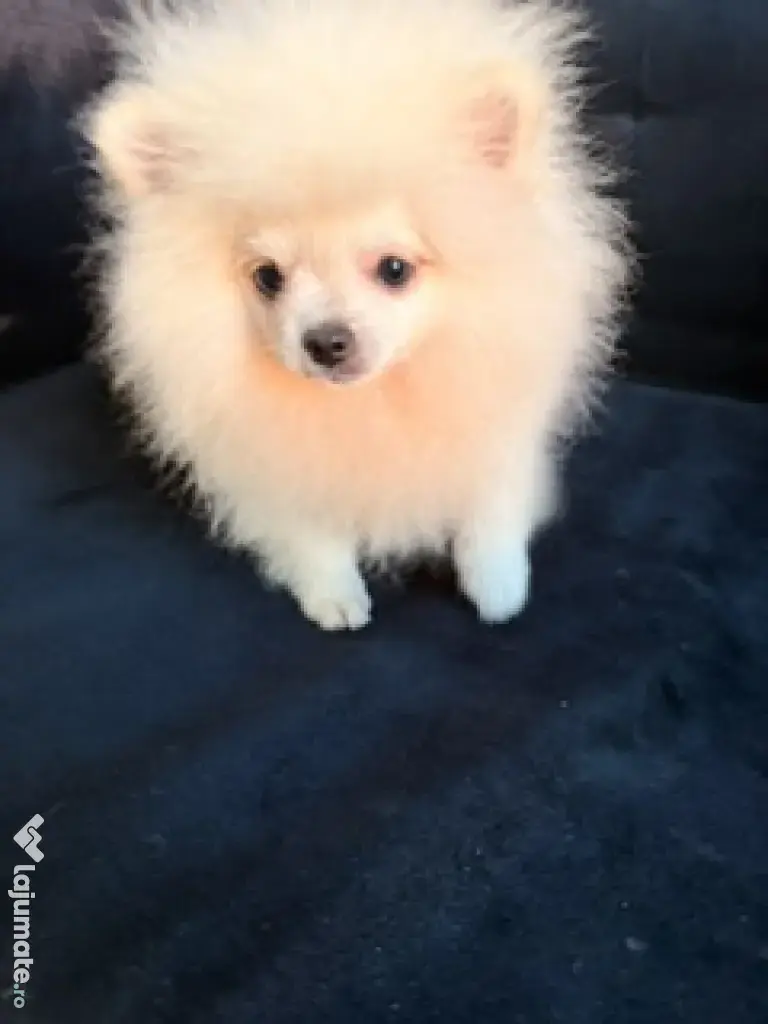 Pomeranian mascul cu pedigree