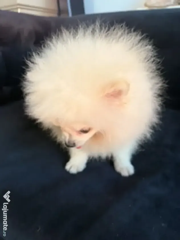 Pomeranian mascul cu pedigree