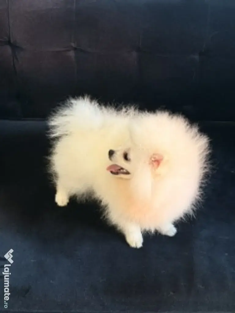 Pomeranian mascul cu pedigree