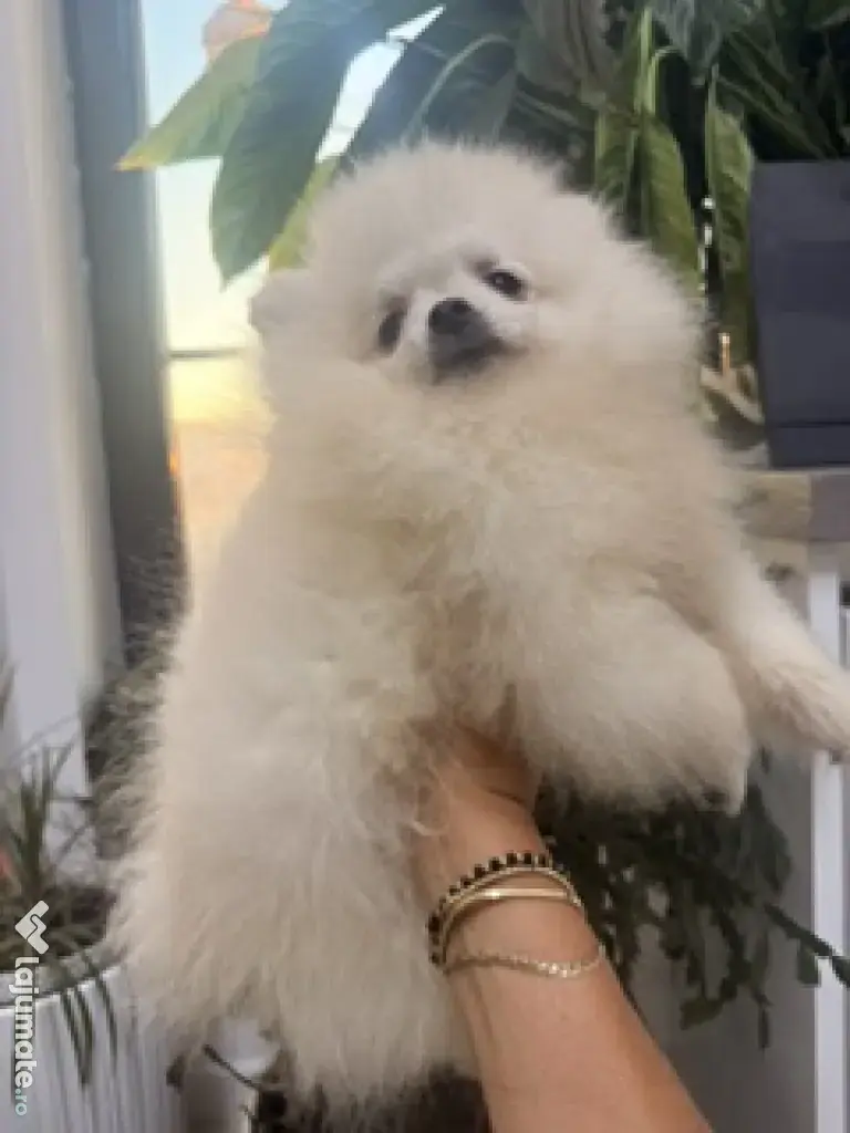 Pomeranian mascul cu pedigree