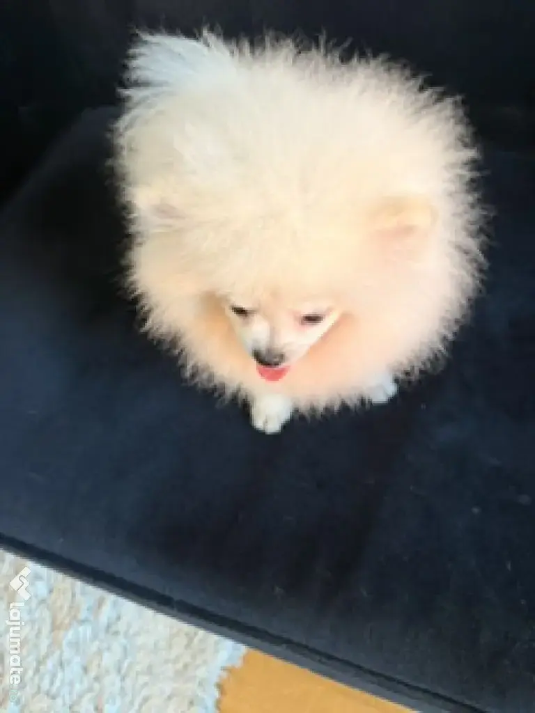 Pomeranian mascul cu pedigree