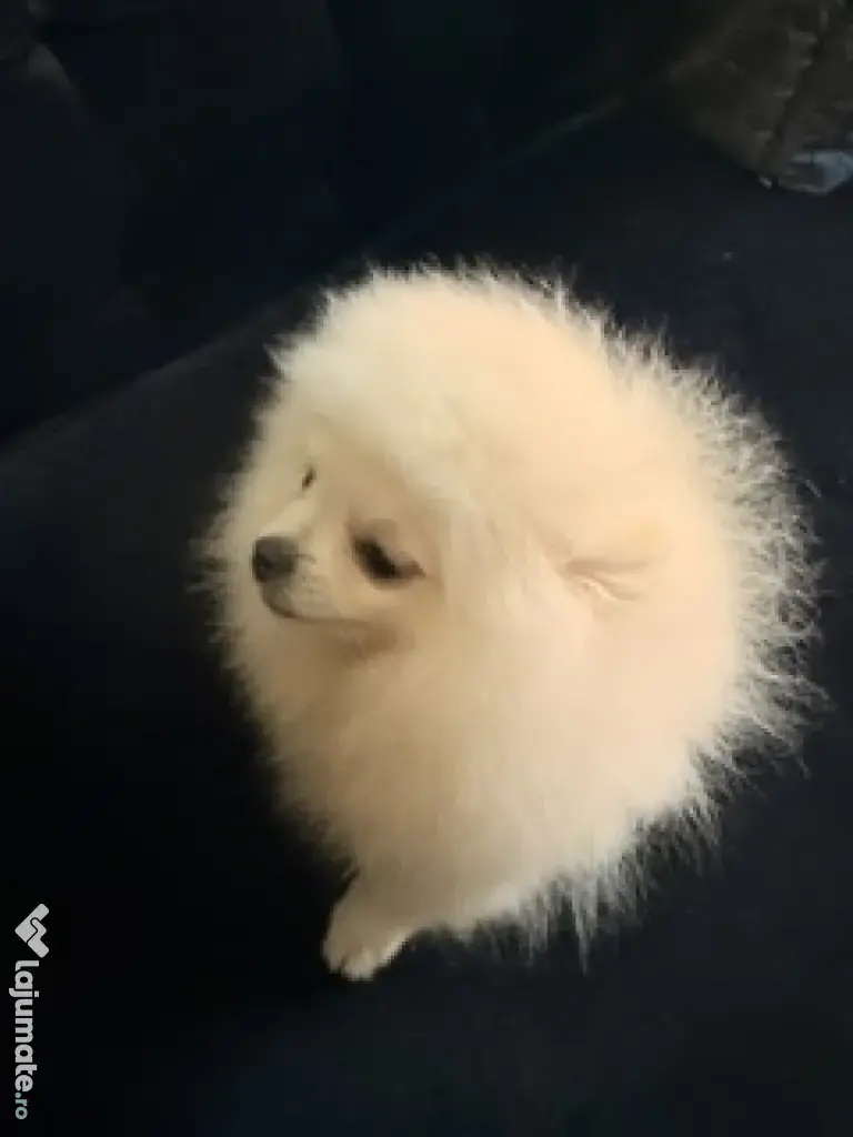 Pomeranian mascul cu pedigree