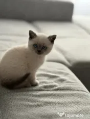 Puiuț British Shorthair 