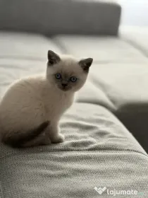 Puiuț British Shorthair