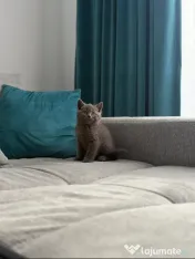 Puiuț British Shorthair 