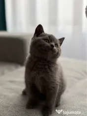 Puiuț British Shorthair 