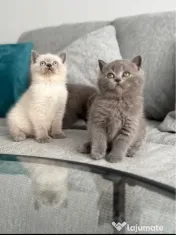 Puiuț British Shorthair 
