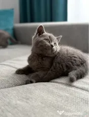 Puiuț British Shorthair 