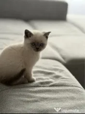 Puiuț British Shorthair 