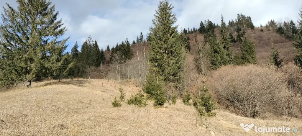 Teren de vanzare Bucovina 7649 mp