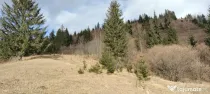 Teren de vanzare Bucovina 7649 mp