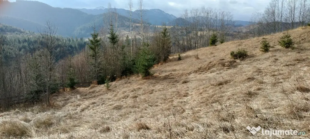 Teren de vanzare Bucovina 7649 mp