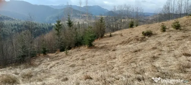 Teren de vanzare Bucovina 7649 mp