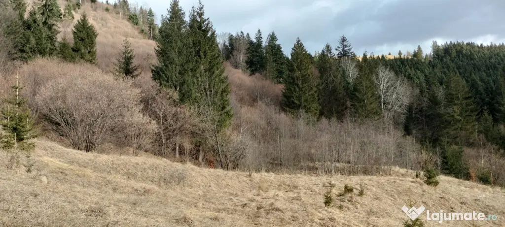 Teren de vanzare Bucovina 7649 mp