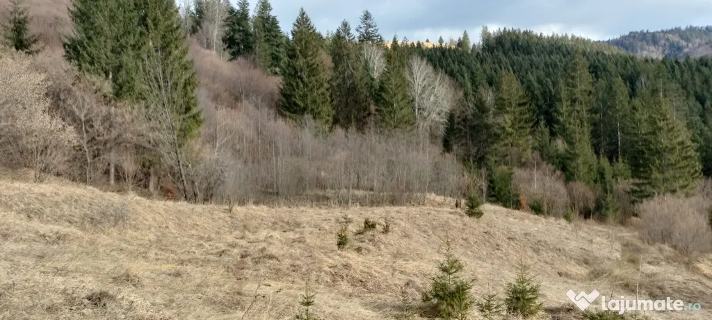 Teren de vanzare Bucovina 7649 mp