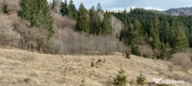 Teren de vanzare Bucovina 7649 mp