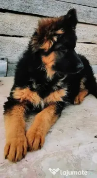 Ciobanesc german 