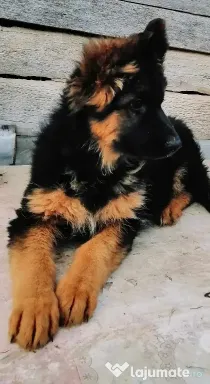 Ciobanesc german