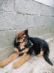 Ciobanesc german 