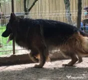 Ciobanesc german 