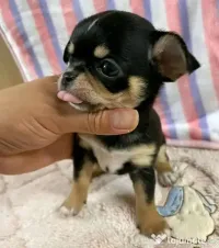 Pui de chihuahua disponibili 