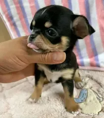 Pui de chihuahua disponibili