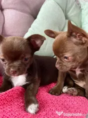 Pui de chihuahua disponibili