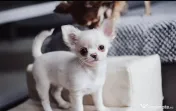 Pui de chihuahua disponibili