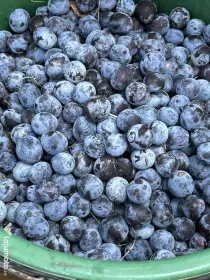 Vând prune de calitate