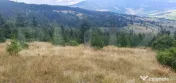 Teren pasune impadurita 42.152 mp, zona Saru Dornei - Vatra