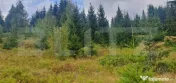 Teren pasune impadurita 42.152 mp, zona Saru Dornei - Vatra
