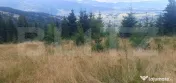 Teren pasune impadurita 42.152 mp, zona Saru Dornei - Vatra