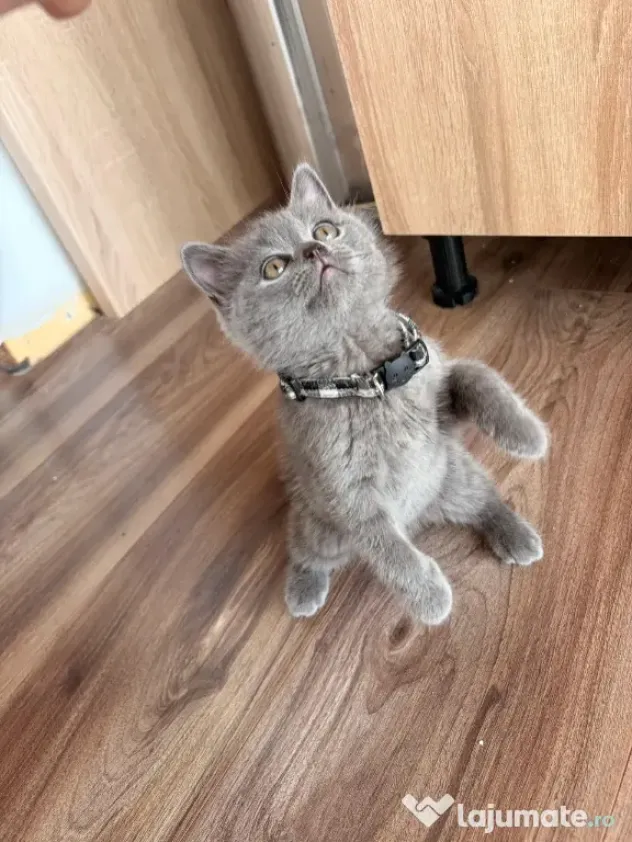 Pisicuți British Shorthair
