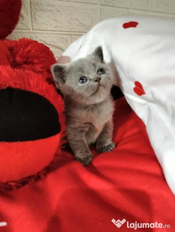Pisicuți British Shorthair