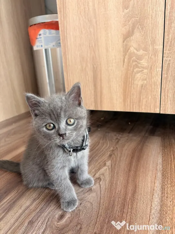 Pisicuți British Shorthair