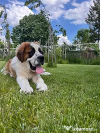 Cățeluși Saint Bernard deosebiți de frumoși și jucausi