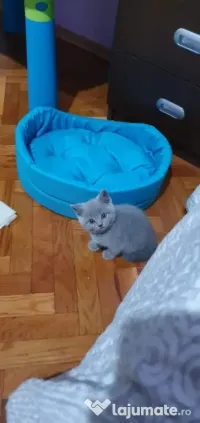 British shorthair blue 