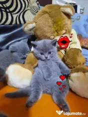 British shorthair blue