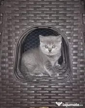 British shorthair blue