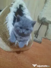 British shorthair blue