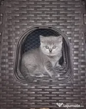 British shorthair blue