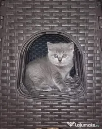 British shorthair blue