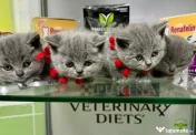 British shorthair blue