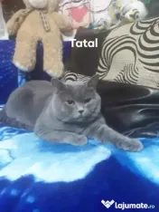 British shorthair blue