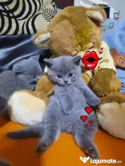 British shorthair blue
