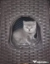 British shorthair blue
