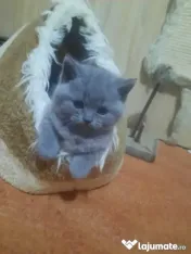 British shorthair blue